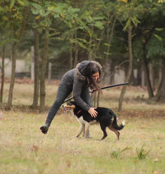 Travail d'un border-collie au troupeau