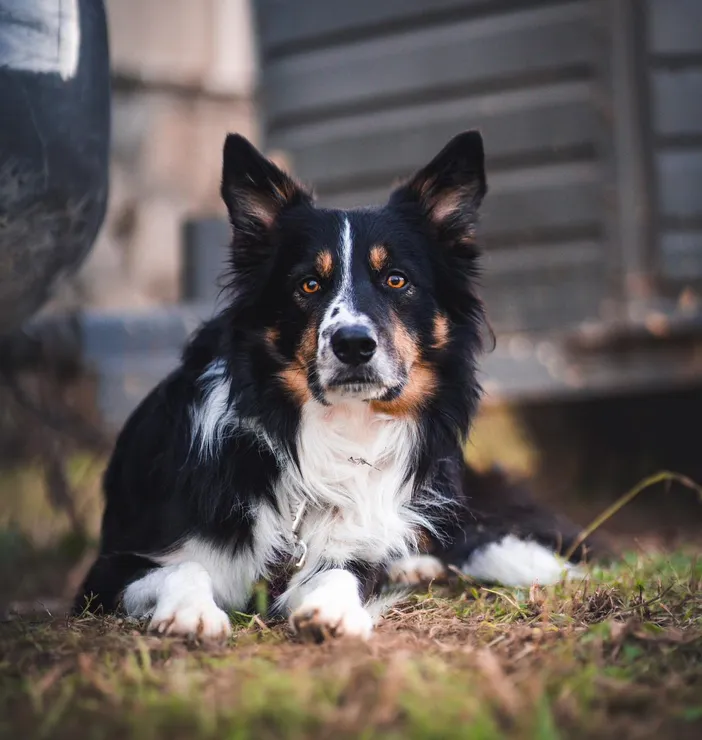 Travail d'un border-collie au troupeau