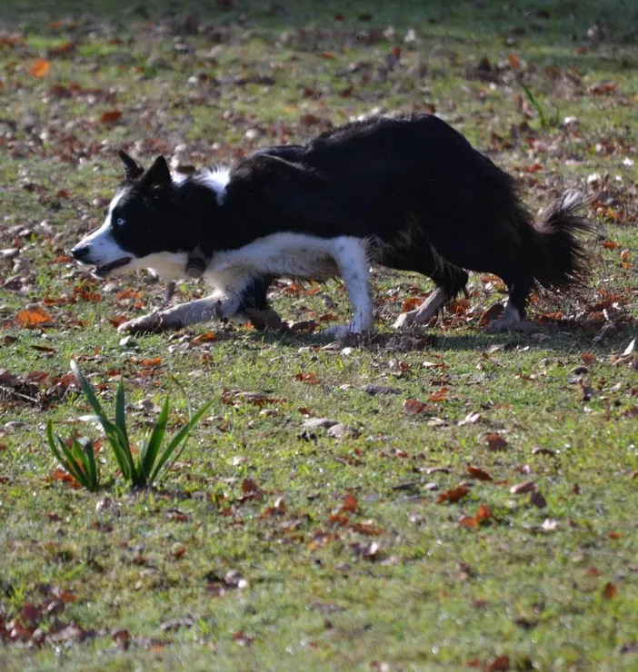 Travail d'un border-collie au troupeau