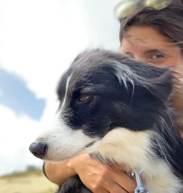 Travail d'un border-collie au troupeau