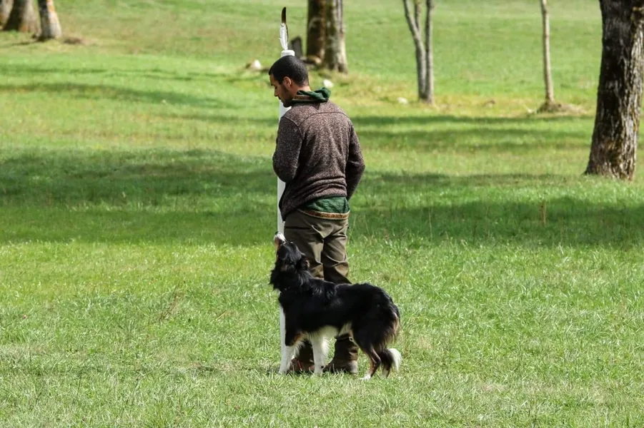 Dressage de chiens de troupeau