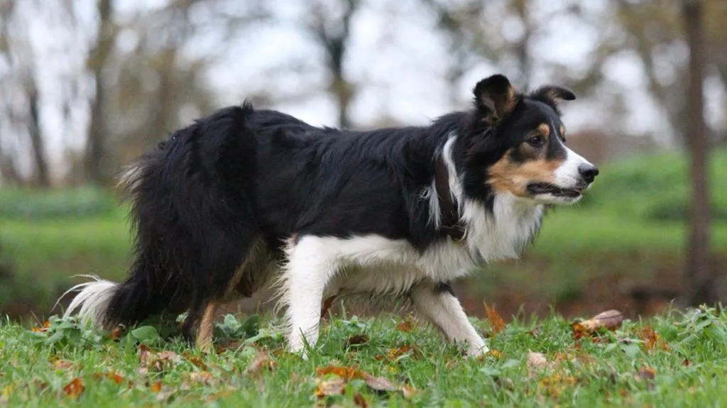 Dressage de chiens de troupeau