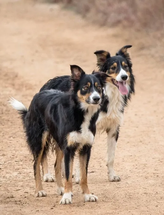 Dressage de chiens de troupeau