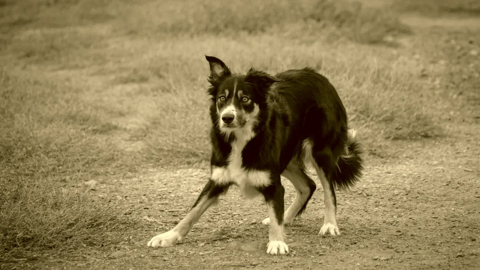 Border collie (Muscade) en action